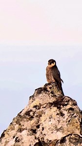 St. Paul Island is in the middle of the Bering Sea hundreds of miles off the coast of Alaska. Many go there to see cliff nesting seabirds and Asian rarities. @phonescoper has been sharing many of the magnificent birds he’s been seeing there for the past four and a half months, including this Eurasian Hobby! #eurasianhobby #stpaulisland #alaska #stpaul #island #birds #rarity #rare #alaskanbirds #birdsofinstagram #seabird #hobby #falcon #birdsofprey #northamerica #kowascoping #capture #record #sha