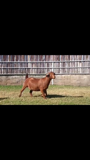 Full Blood Pregnant Kalahari Red Goat Doe/ Females, A perfect pedigree on display #fypageシ #fypシ゚viralシfypシ゚ @top fans #facebookviral #reelschallenge #kalahari #GOAT | Livestocks Exporters South Africa