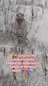 1.4K views | Phuket's Wild Side: Unveiling Nature's Hidden Beach Gems!  Lost in Paradise: Discovering Phuket's Untouched Beaches. Pure Bliss! ✨ . . #traveltheworld #phuketisland #paradisebeach #phukettrip #thailandtravel #viaggio #PhuketVibes #viaggiare #phuketthailand #cicadas | Thailandia Phuket | Facebook