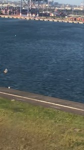 2.8K views · 61 reactions | Landing at Sydney airport | Captain Australia's BIG LAP | Facebook