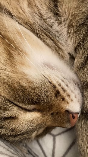 Loud snoring 😃 | Samy & Mury