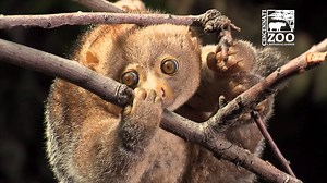 90K views · 3.7K reactions | We are one of only 4 Zoos in the country that have pottos and are currently the only one that is breeding them. A recent ultrasound on one of our females confirmed a suspected pregnancy. Learn more about the procedure and the potto in the video below. | Cincinnati Zoo & Botanical Garden | Facebook