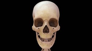 Facial bones in human skeletal bones 3d rendered video clip