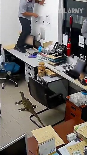 All hail The (Lizard) King! 🦎👑