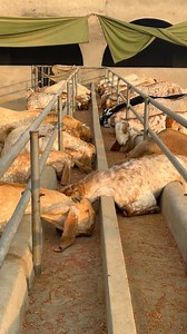 #qurbani2026 #Qurbanianimals #QurbaniLovers | Tahaar Dairy&goat Farms