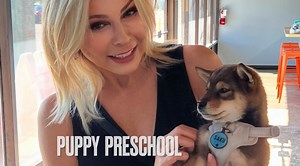 3.1K views · 20 reactions | This cute, little Shiba Inu puppy went to Puppy Preschool at Zoom Room! Socialization and obedience training with positive reinforcement. 領 | BeckyinBoca Show | Facebook