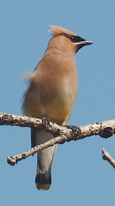 671 reactions · 96 shares | Go birding on the Discovery Trail | Indiana Dunes | Facebook