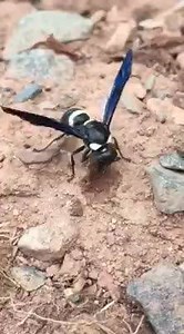 19 reactions | I observed this female four-toothed mason wasp (Monobia quadridens) collecting mud it will use to seal its nest tunnel, protecting the developing larvae. | Seeing Nature: Observations From New England | Facebook