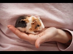 Guinea Pig Baby Crying