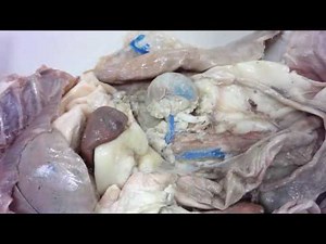 Cat Dissection: Practice Thoracic and Abdominal Quiz II