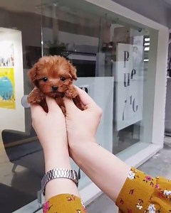 Tiny poodle IG: kimskennelus | Poodle Overload