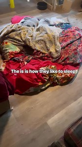 Pigs love to cuddle and get cozy under blankets. Millie, Pumpkin, and Charlotte snuggle up together every night. Pigs have such close family bonds and love each other deeply. | Life With Pigs