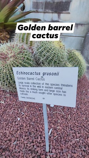 1K views · 23 reactions | Huge clusters of Echinocactus Grusonii "golden barrel cactus" @ Sydney botanical garden  #echinocactus #echinocactusgrusonii #goldenbarrel #goldenbarrelcactus #cactus #cacticacti #cacti #cacto #cactuslover #botanicalgarden #botanicalgardensydney #sydneybotanicalgardens #australia #aussielife #bikolanahardinera | Bikolanahardinera | Facebook