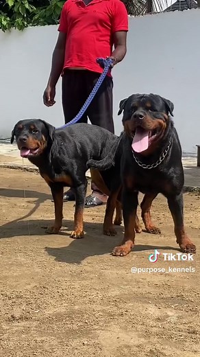 The Mating Process of Dogs: A Fascinating Look at Dog Breeding