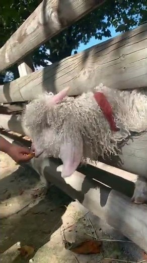 Farmyard Animal Zoo 🐏