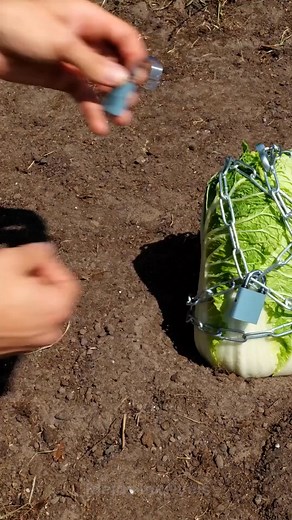 Essenciais do polegar verde: Truques de jardinagem para iniciantes! | Ideias Incríveis