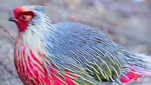 41K views · 970 reactions | male Blood Pheasant (血雉,Ithaginis cruentus), in Xizang (#Tibet) autonomous region. Male has a crimson-tinged face, tail, breast, and tail -- the namesake "blood" of this species. It is under second-class state protection in #China. ❤北京朋友 ❤❤❤ #Wildlife #birds #travel #Nature #Peace #Chinese #beauty #神奇动物在西藏 | Lin hillside | Facebook