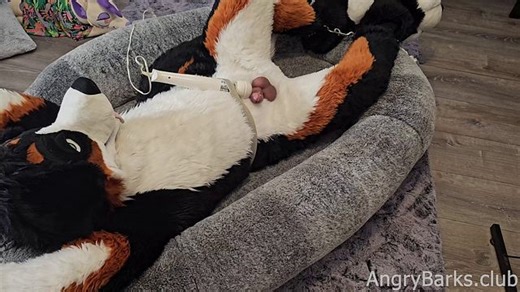 Crate Training the Puppy