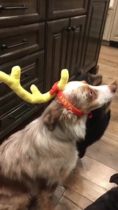 It’s National Dog Day! We love our furry family members. Even though they may not love as much when we dress them up like this! 😂 Gail Watson Engvall | Bill Engvall