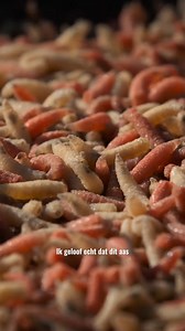 ❄️ Pas jij je (Spinner) rig aan voor de wintermaanden? En voor gebruik met natuurlijk aas zoals maden? 🪱 Neil Spooner deelt zijn mening. . . . . #teamkorda #kordaofficial #kordabenelux #karpervissen #karper #carp #carpfishing | Team Korda Benelux