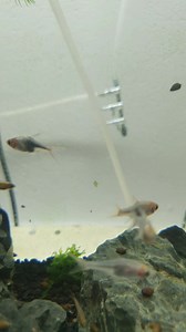 Rasbora harlequin purple at R55ea | Fantasea Aquarium and Pet