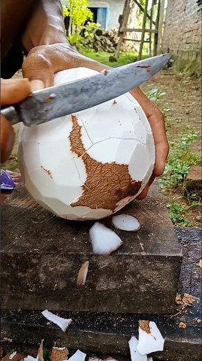 coconut meat peeling knife