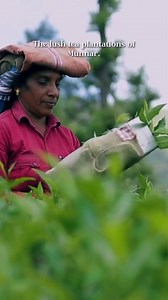 4.5K views · 361 reactions | #Kerala, famed for its tea plantations...