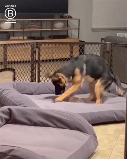 Your dog has met its match.  These virtually indestructible dog beds are built for the roughest chewers & toughest diggers. Wait ‘til they find out how comfortable they are. | K9 Ballistics Dog Beds | Facebook