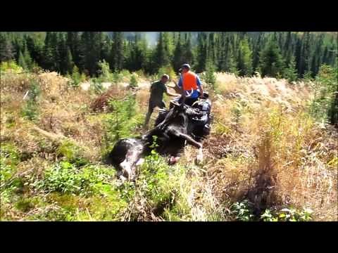 Moose Hunt - Reserve Faunique des Laurentides 2014 - Chasse a l'orignal