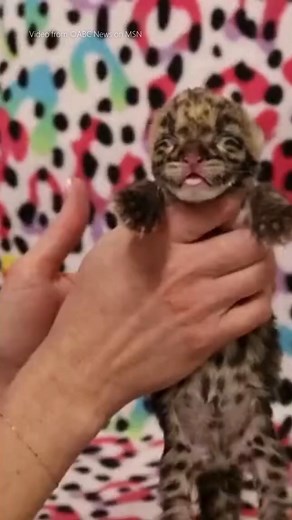 A rare clouded leopard cub has been born at the Nashville Zoo! At just two weeks old and 13 inches long, this little feline is a big step for species conservation. 🔗 Read more here: https://msft.it/6180qRmVo #BigCats #CloudedLeopard | MSN Video