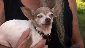 24K views · 222 reactions | A toothless chihuahua almost bit off more...