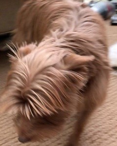 Zoey loves to pick up acorns when she’s out in our yard and taking walks. One time she came home from a walk with three in her tiny little mouth. She spit them all out when I asked her to. Lately I’ve been finding acorns in the house that I know she has brought in. I keep a close eye on her bc while acorns are not deadly, they can cause GI irritation when dogs eat them. More important in a tiny dog is that an acorn can cause a GI obstruction. Teaching dogs “drop it” is a great safety measure tha