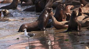 Sea lion resting on the shore in Cannery Row in Monterey, California, USA.