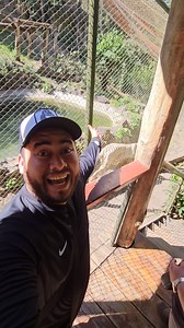 5.3K views · 310 reactions | Hermosos tigres de bengala en El Salvador Visitamos FURESA y quedamos sorprendidos  | Isa Adventures | Facebook