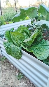 I decided to harvest the Wombok before it starts flowering. I'm so amazed how big and heavy it is. #wombok #chinesecabbage #gardening #homegrownveggies #organic | Jho Part