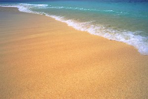 About Sand Flea Bites