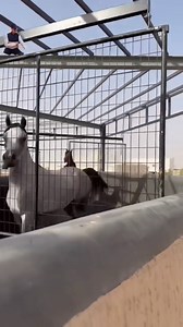 pro rider | Roedor MX