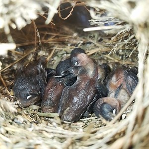 #Ep128. Scaly-breasted munia Birds | Review Bird Nest