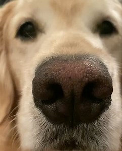 Mississippi Zoo 🤪 | Mississippi Golden Gurls