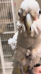 18K views · 237 reactions | Watch Boo, my Goffins cockatoo, hilariously fail at wood shredding while his brother, Misha the Moluccan, shows him how it’s done! From playful scolding to mischievous antics, this video is full of feathered fun and #CockatooChaos. Perfect for bird parents and anyone who loves a good laugh! #PetBirdHumor #CockatooDrama #BirdMomLife #ParrotAdventures #FeatheredFriends #BirdShreddingFails #FunnyBirds | The Birdy Babe | Facebook