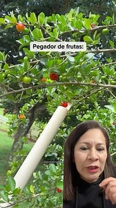 3.2K views · 12K reactions | ‼️así de fácil se hace un recogedor de frutas sin tener que subir a los árboles‼️ #carmita❤️ #vídeosvirales | Carmita Martínez | Facebook