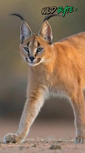 Why Is the Caracal the Most Acrobatic Wild Cat? #CaracalFacts #AirborneHunter #JumpingPredator #WildCatSkills #NatureSuperpowers #MindBlowingNature #WildlifeSecrets #PredatorPrecision #NatureExplained #WildlifeWonder #DidYouKnow #ViralFacts #AmazingAnimals #UnbelievableNature #fblifestyle | WildByte