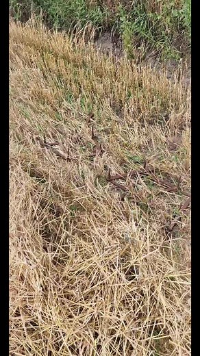 Filmy użytkownika Przemyslowy.Przemyslaw (@przemyslowy.przemyslaw) z muzyką dźwięk oryginalny - Davidb8_01