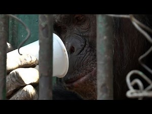 Egyptian zoo offers animals hot drinks during wintry weather