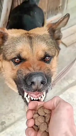 Effective Aggressive Dog Training Techniques