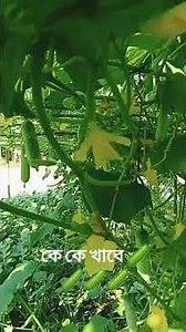 আমাদের দেশি শশা কে কে খাবে বলেন পাঠিয়ে দেই 🥒🥒🥒🥒 #viral #unfrezzmyaccount videoシ #কৃষি #ভিডিওভাইরালシ