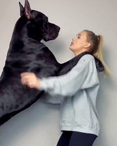 This woman shows what it's really like living with two HUGE Great Danes... 😲😂 | LADbible