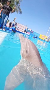 4.3K views · 31 reactions | ¿Te gustaría nadar con delfines?  En...