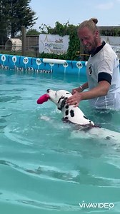 Super duper spotty dog diver & swimmer, the gorgeous Dalmatian Bella who reminds us so much of our own spotty pup Fizz 🐾💕 | Canine Dip and Dive Maldon