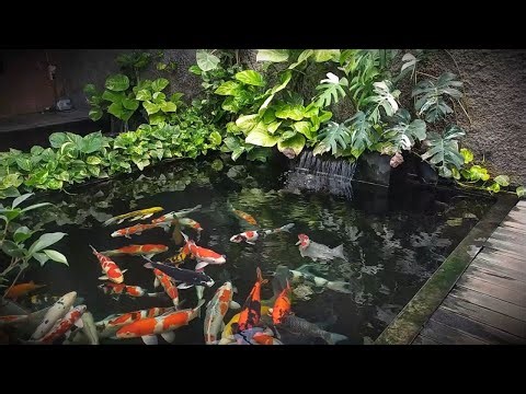 Sleep Ambience: Relaxing Koi Pond ASMR Water Flow